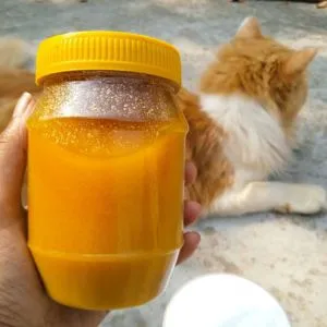 গরুর দুধের ঘী