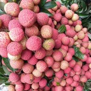 বোম্বাই লিচু