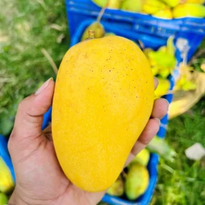 কাটিমন কড়া-মিস্টি আম